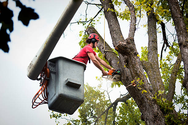 Seasonal Cleanup (Spring/Fall) in Neptune City, NJ